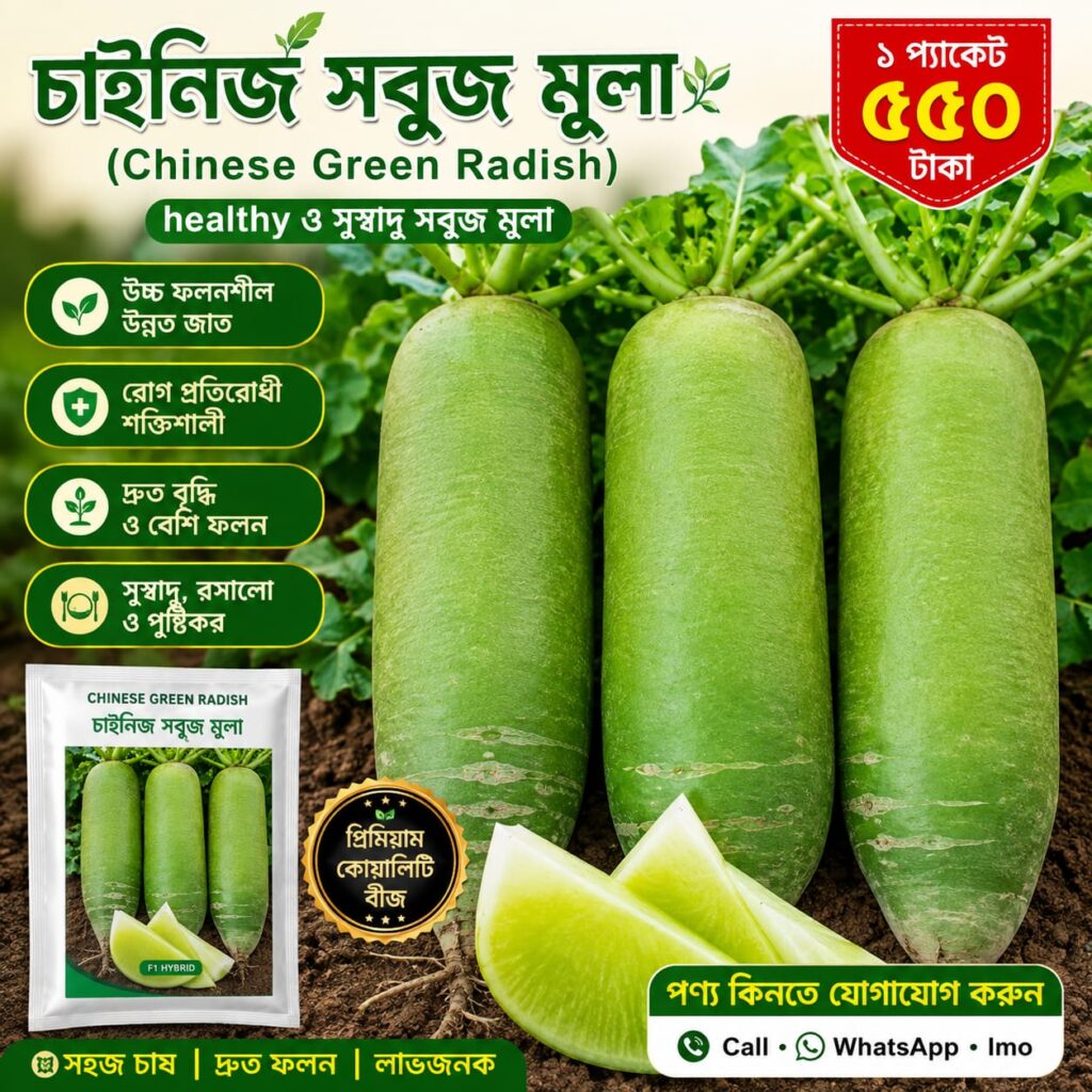 চাইনিজ সুবজ মুলা 1 প্যাকেট 550 Tk