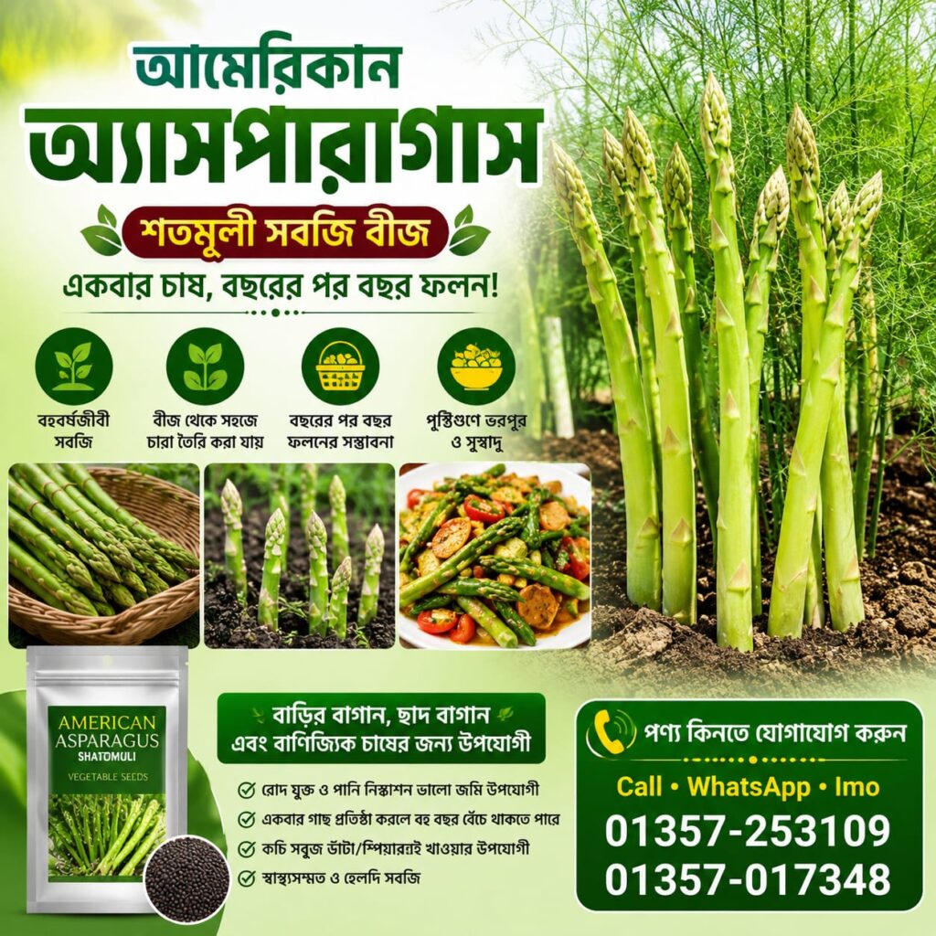 1 প্যাকেট আমেরিকান অ্যাসপারাগাস বীজ 590 Tk