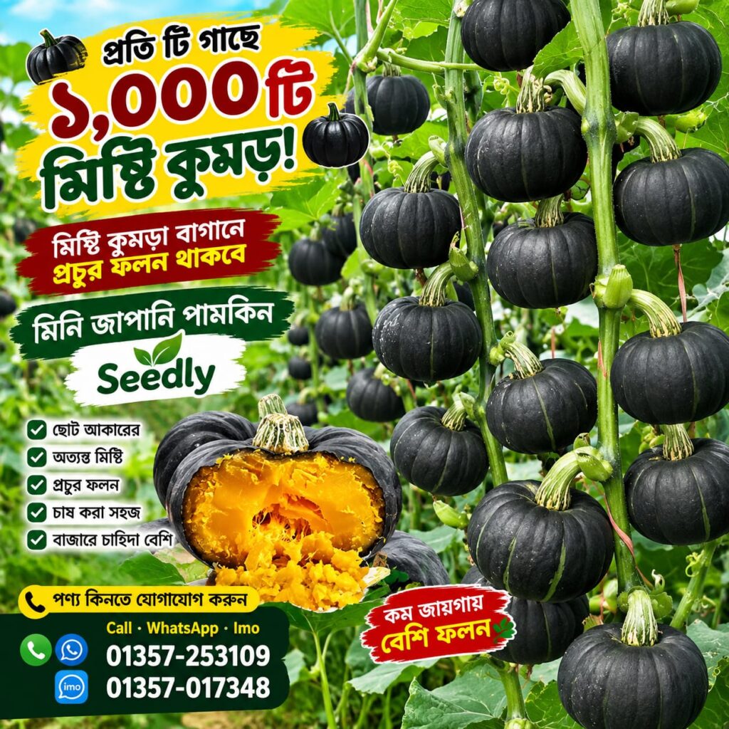 10 প্যাকেট জাপানি মিষ্টি কুমড়া বীজ