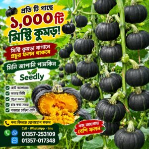 10 প্যাকেট জাপানি মিষ্টি কুমড়া বীজ