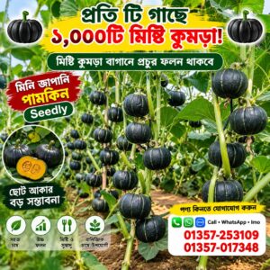 2 প্যাকেট জাপানি মিষ্টি কুমড়া বীজ