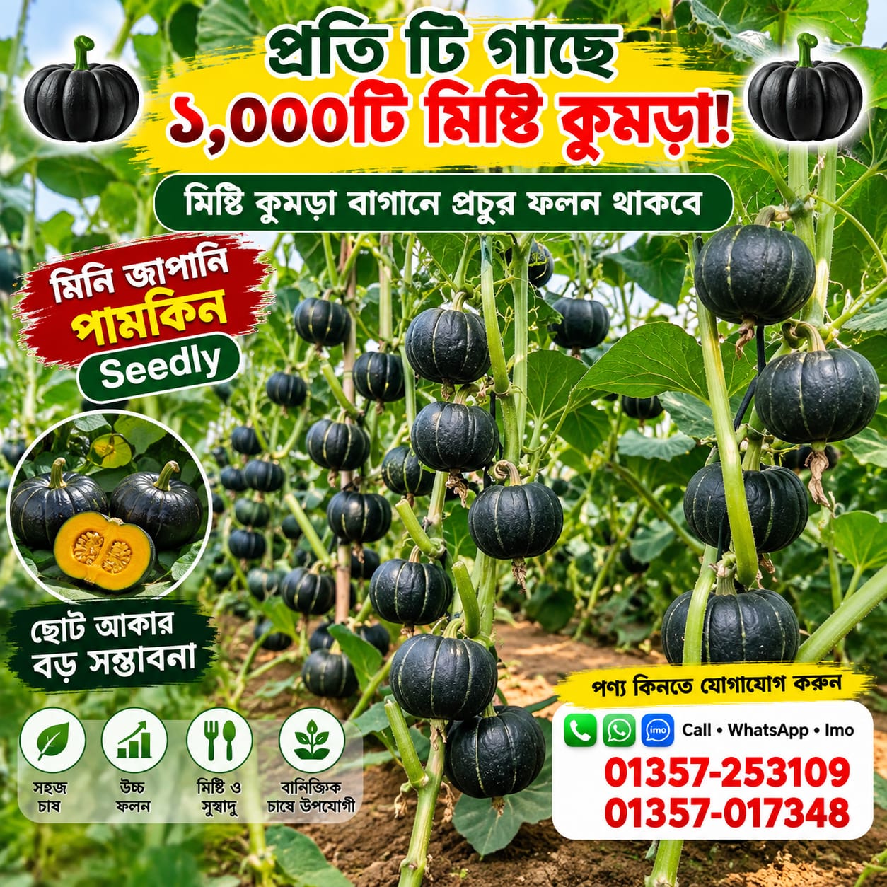 1 প্যাকেট জাপানি মিষ্টি কুমড়া বীজ
