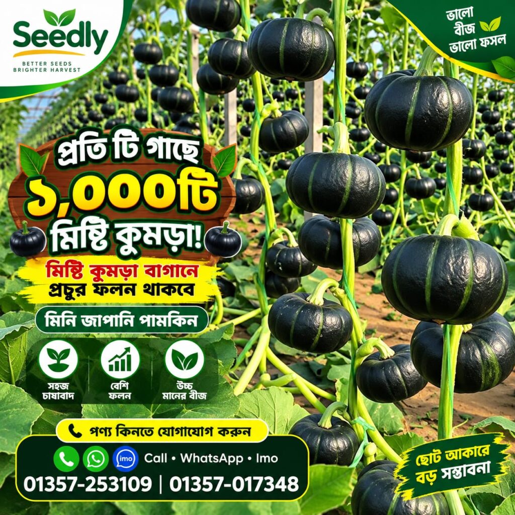 5 প্যাকেট জাপানি মিষ্টি কুমড়া বীজ