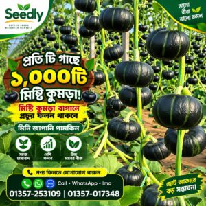 5 প্যাকেট জাপানি মিষ্টি কুমড়া বীজ
