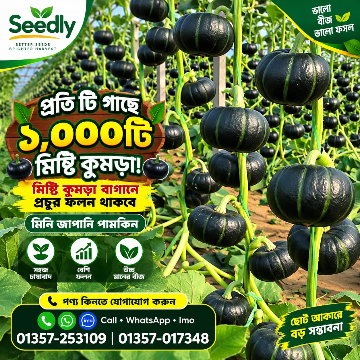 5 প্যাকেট জাপানি মিষ্টি কুমড়া বীজ