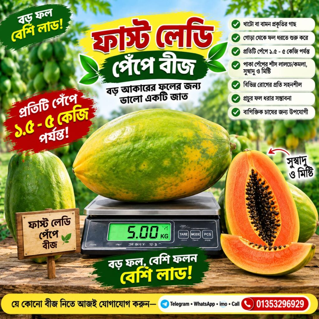 1 প্যাকেট ফাস্ট লেডি পেঁপে