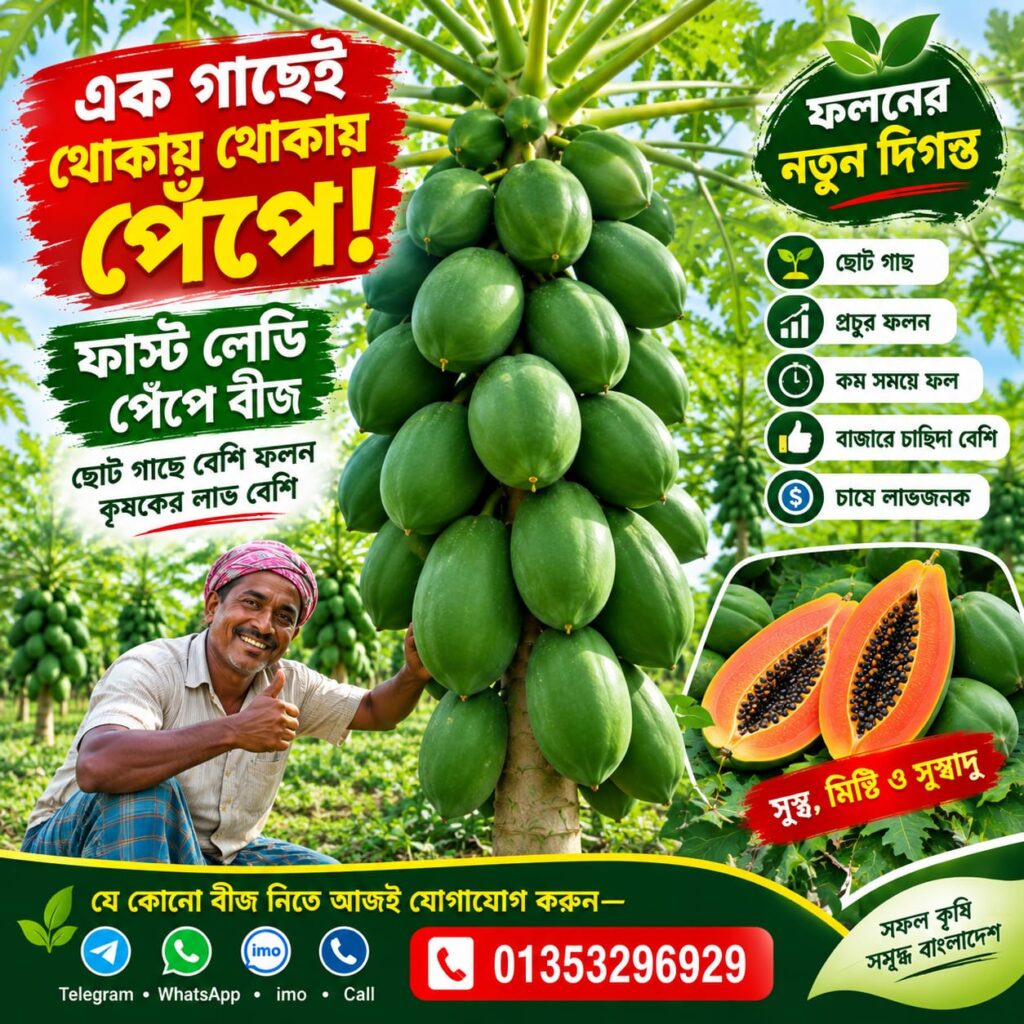 2 প্যাকেট ফাস্ট লেডি পেঁপে