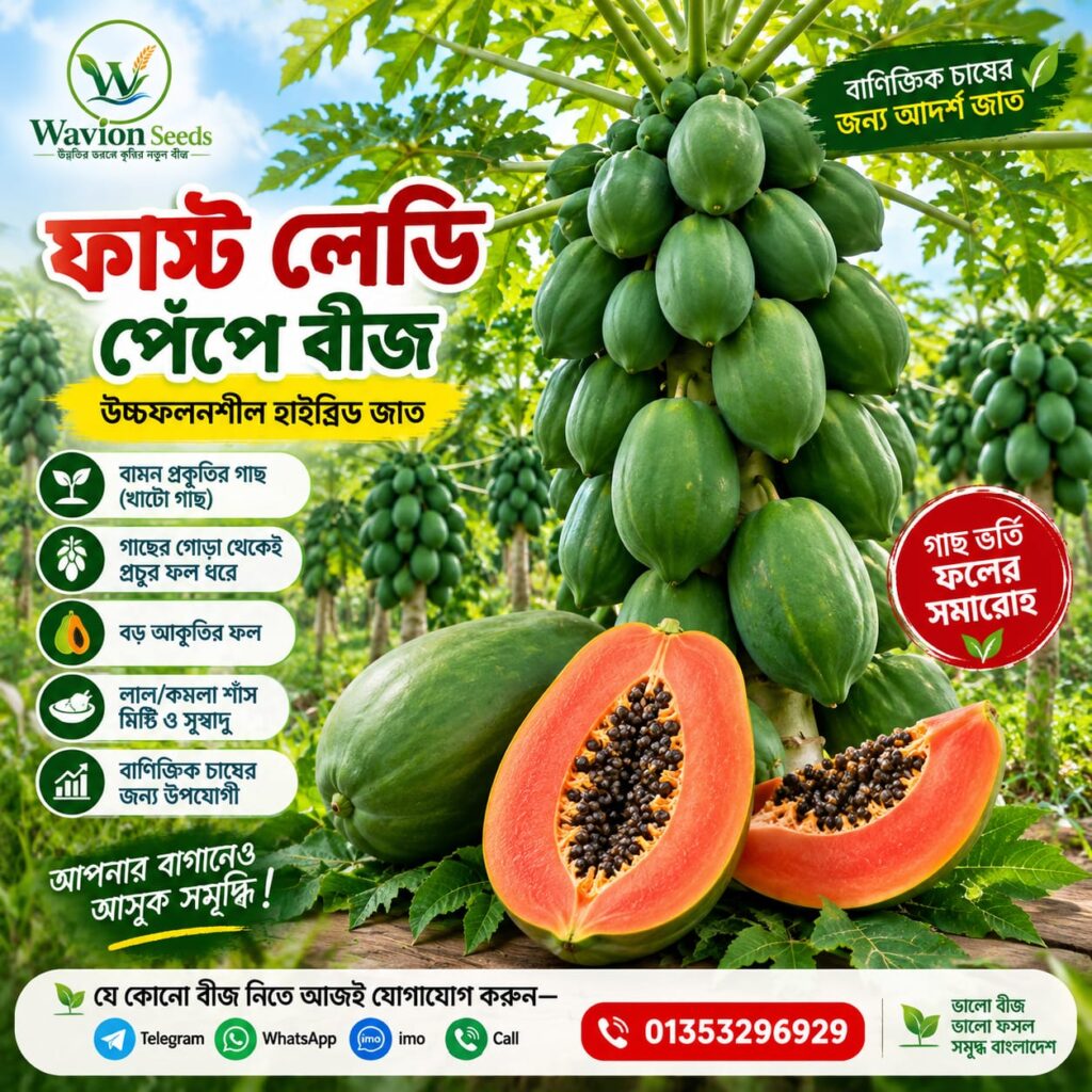 5 প্যাকেট ফাস্ট লেডি পেঁপে